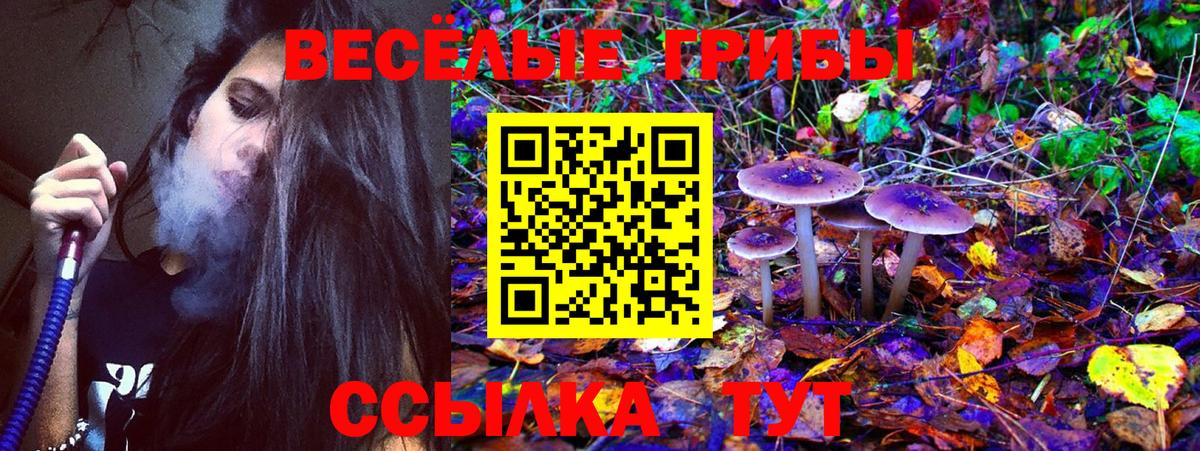 Волхов  как найти наркотики  Вход с VPN  Псилоцибиновые грибы Cubensis  Псилоцибиновые грибы MAGIC MUSHROOMS 